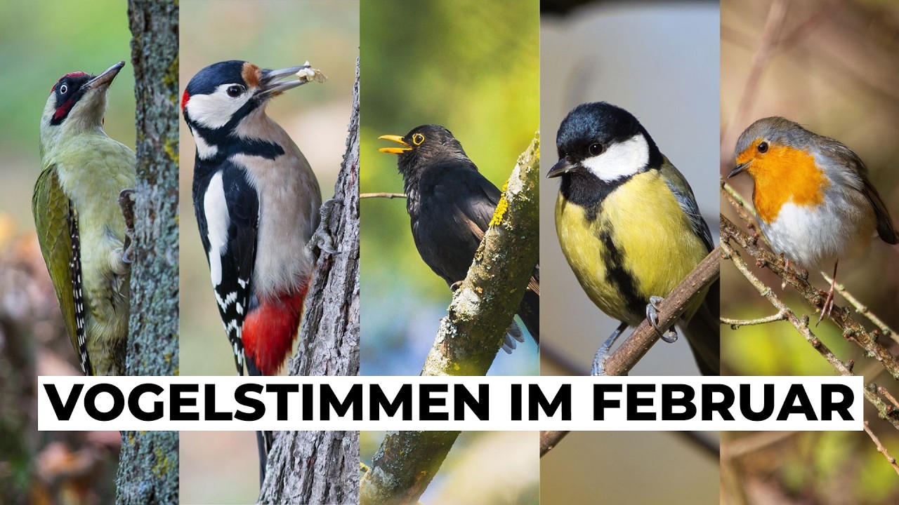 Diese Vögel singen schon im Spätwinter