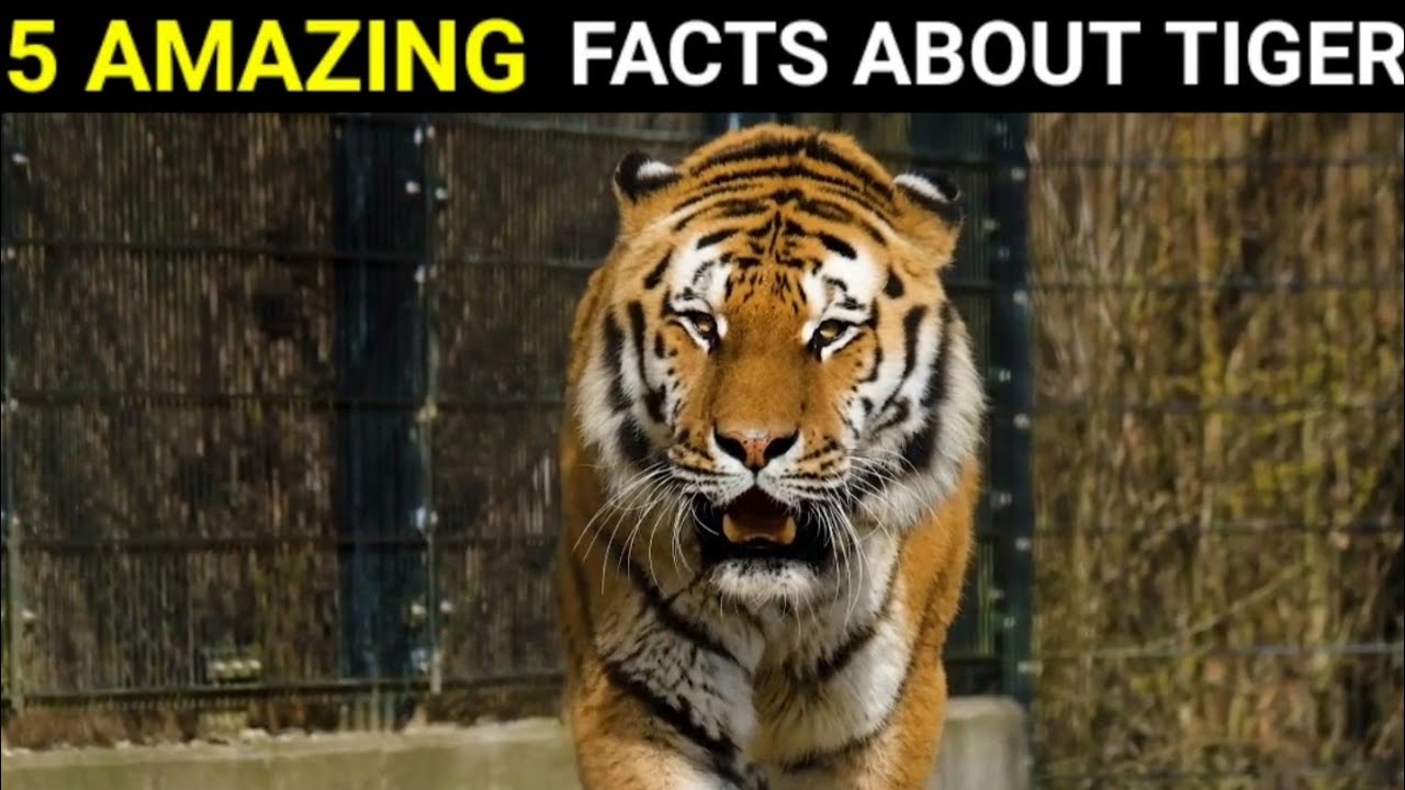 5 amazing facts about tiger बाघ के बारे में 5 रोचक तथ्य #shorts #shortvideo #tigerfacts