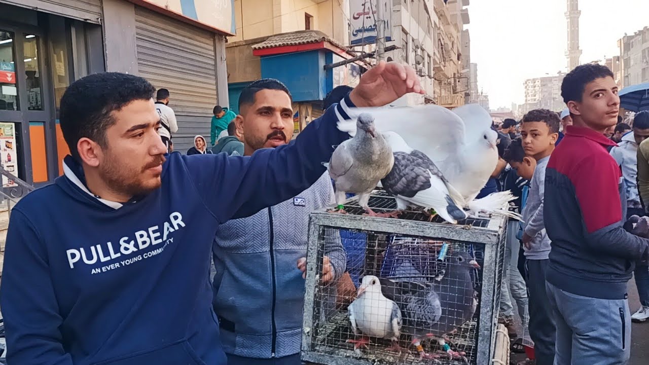 ارتفاع 😱في اسعار كلفه والحمام🔥 الغزار والزجل في سوق 🥰المحله الكبرى بارقام التليفونات #العناني