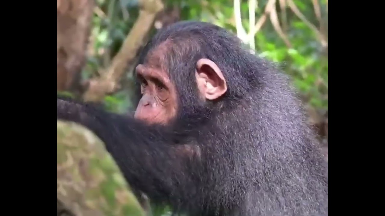 Beri in Forest