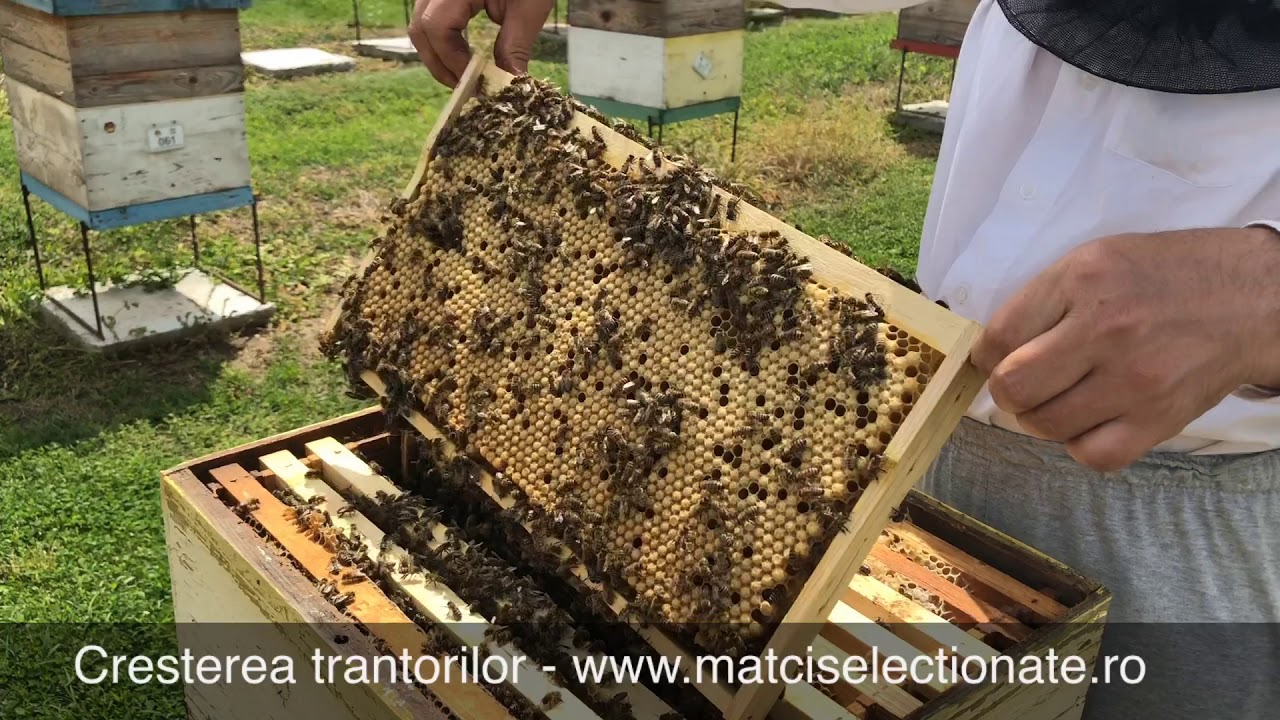 Cresterea Trantorilor