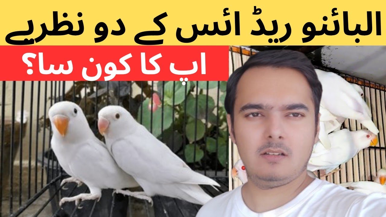 Albino red eyes lovebirds k 2 Nazariye | apka konsa? | February 4, 2025
