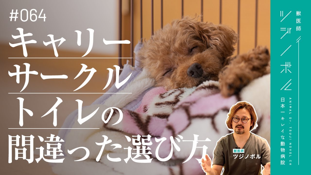 【保存版】いい子に育つキャリー・サークル・トイレの条件を獣医師が解説【獣医師ツジノボル】