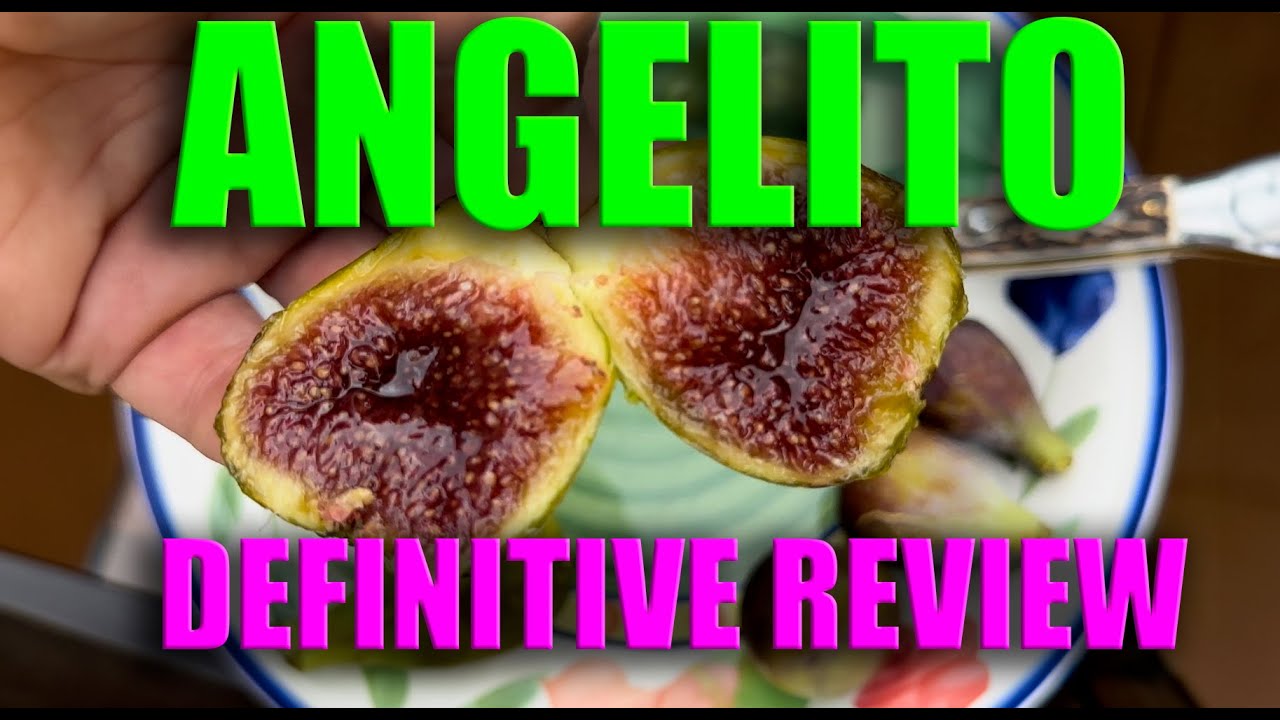 ANGELITO FIG FULL SEASON REVIEW