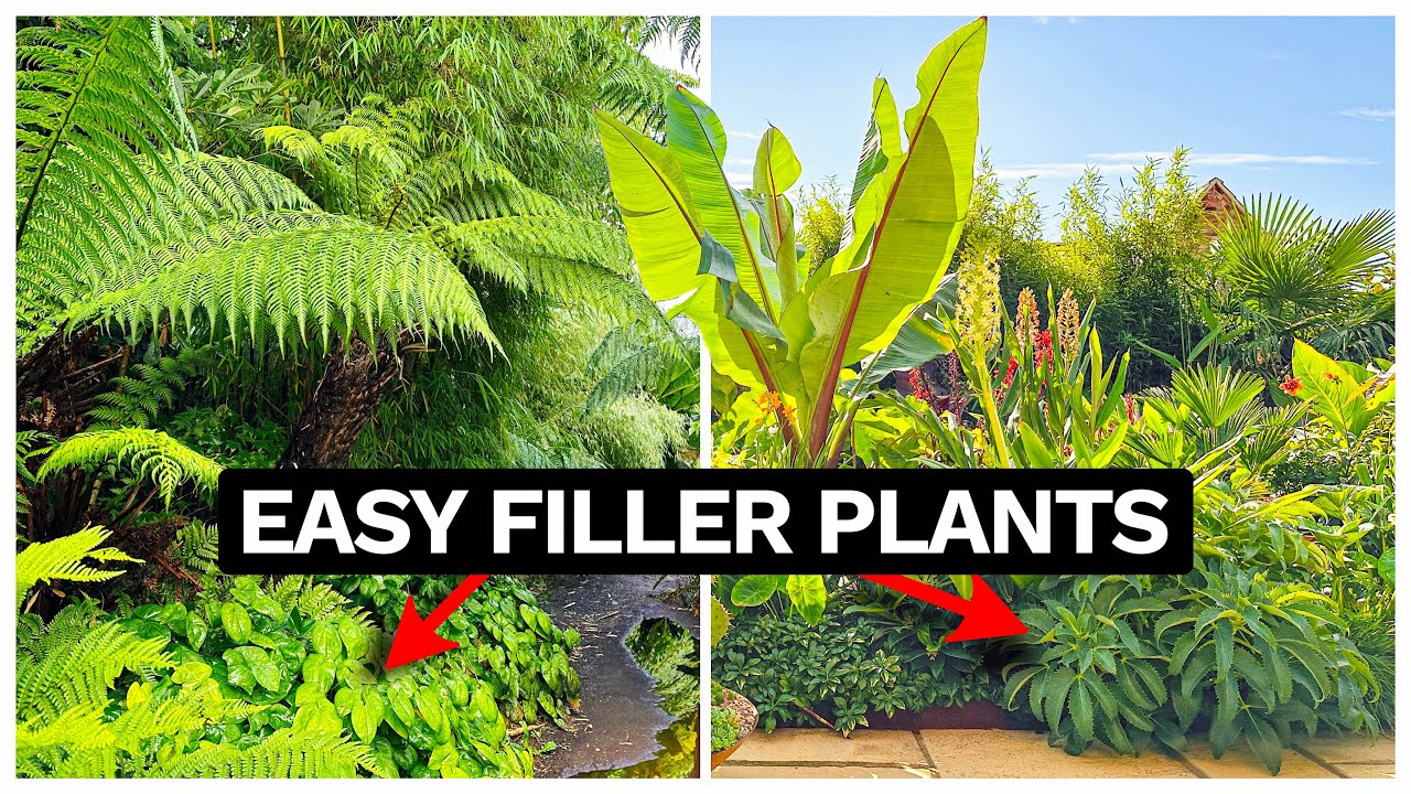 New Filler Plants for my UK Jungle Garden