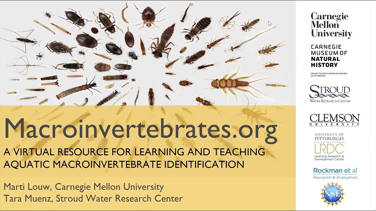 Macroinvertebrates.org: A Virtual Resource for Teaching and Learning ID