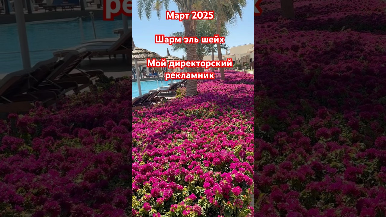 Отель для интеллигенции #egypt #египет #sharmelsheikh #шармэльшейх #coralsea