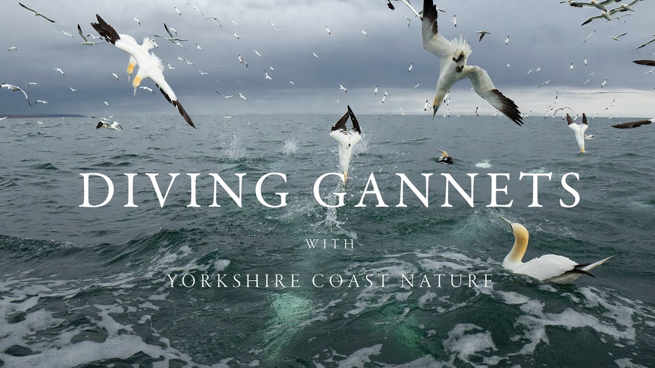 Diving Gannets, RSPB Bempton Cliffs