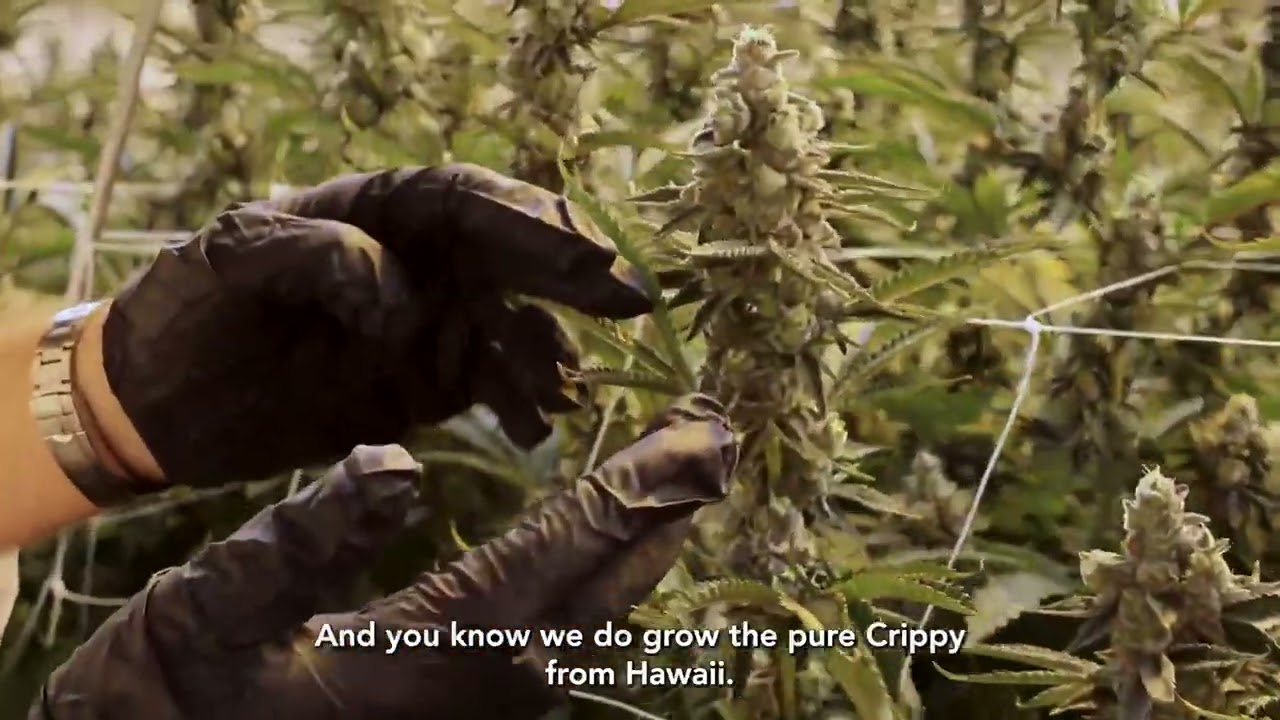 Sunshine Cannabis: Seed Origins of Crippy with Chris Sunshine!