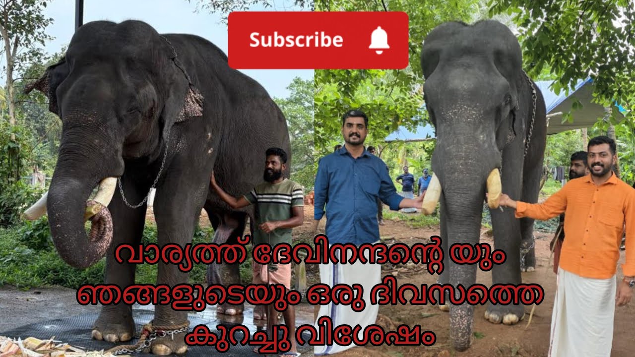 ഞങ്ങളുടെ ഒരു  കുഞ്ഞു വിശേഷങ്ങൾ 🤗🥰/Malayalam elephant latest video/ #elephant #aana #dayinmylife 