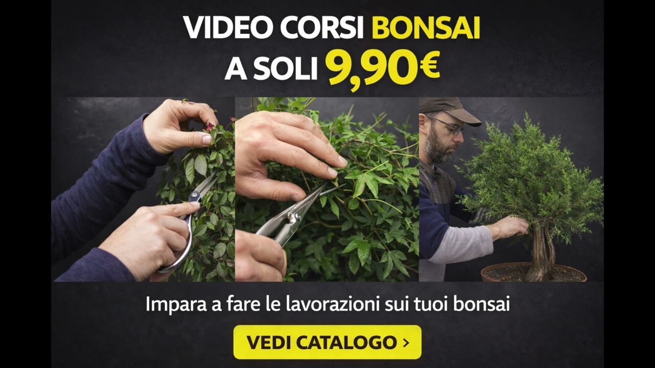 Ho messo online tutti i miei video corsi a 9,90€