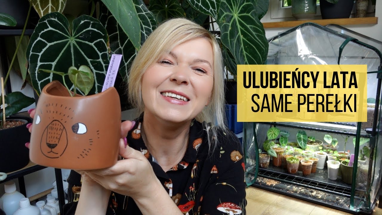 Ulubieńcy lata: genialny nawóz, olbrzymi filodendron, kolorowe liście i dużo anthuriów :)
