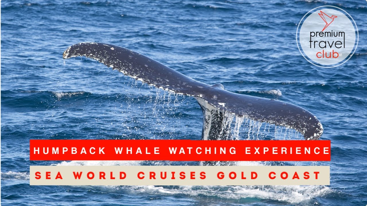 Whale watching experience on Gold Coast Australia: Sea World Cruises