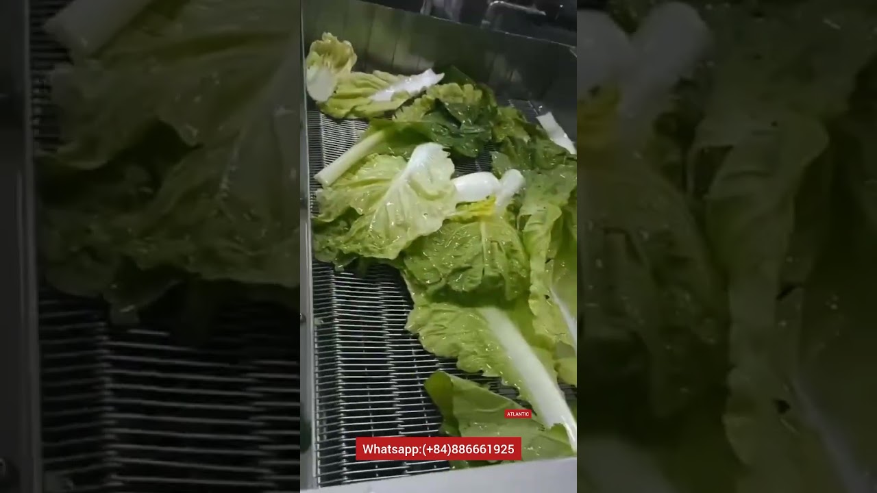 d&acirc;y chuyền rửa rau. vegetable washing line. l&iacute;nea de lavado de verduras. 야채 세척 라인.