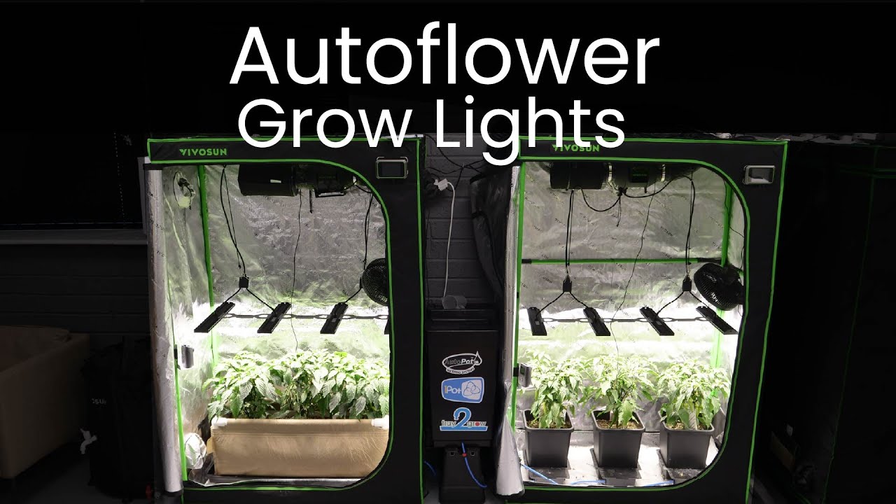Best grow lights for autoflower plants