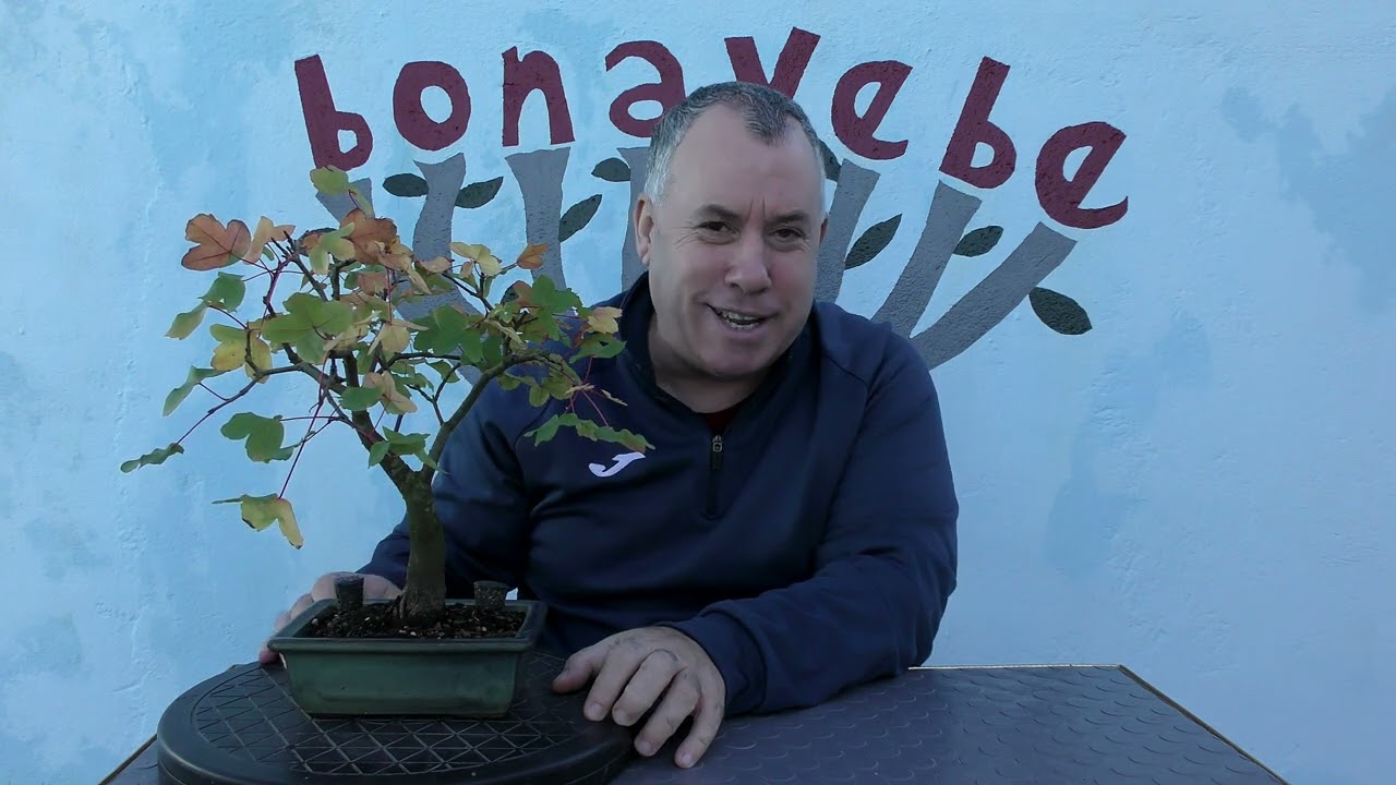 Arce Burgeriano ideal para bonsai.