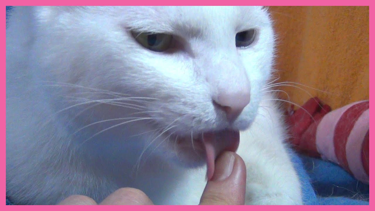 手を舐めてくる白猫ユキ White cat Yuki licks my hand kindly