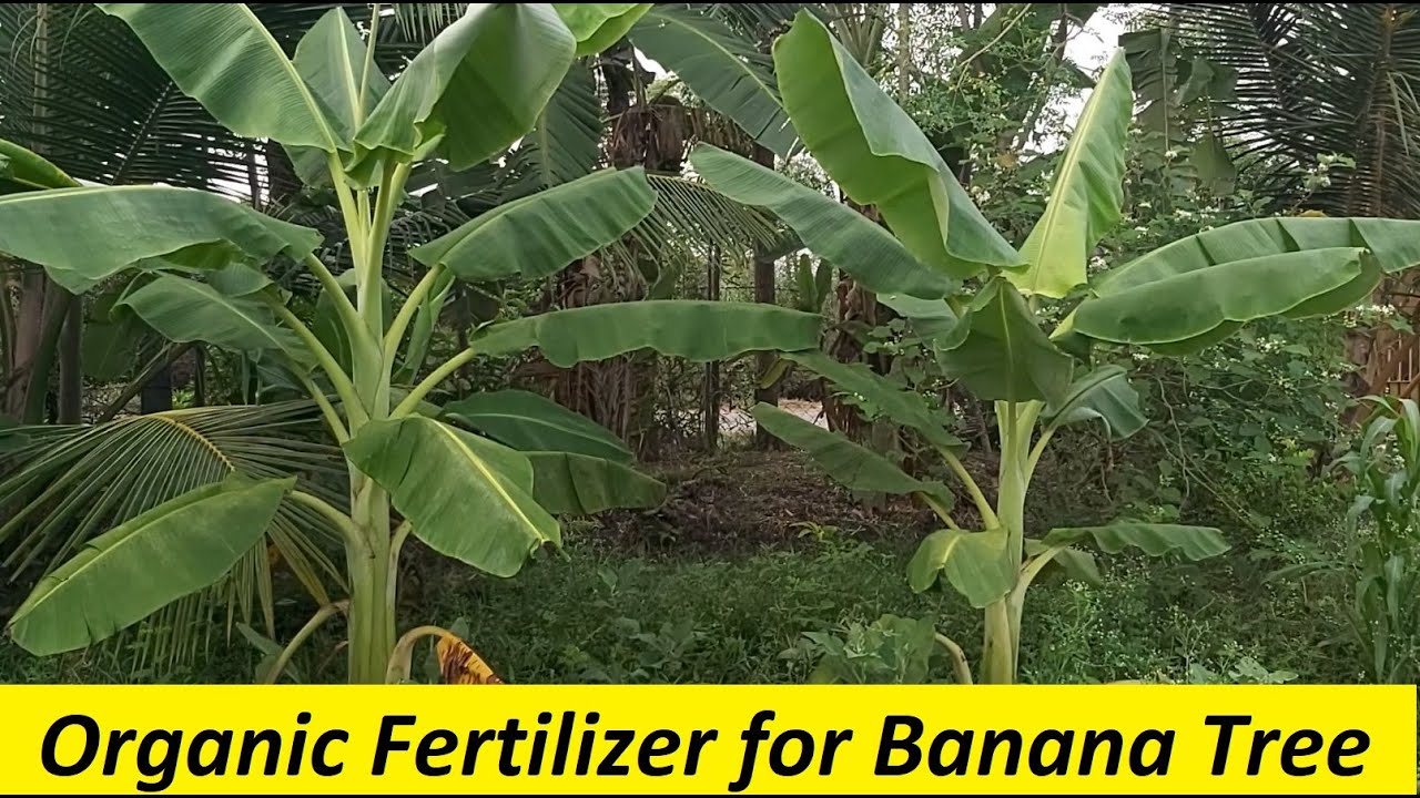 Organic fertilizer for Banana / How to fertilize banana / Organic Fertilizer and Manure Application