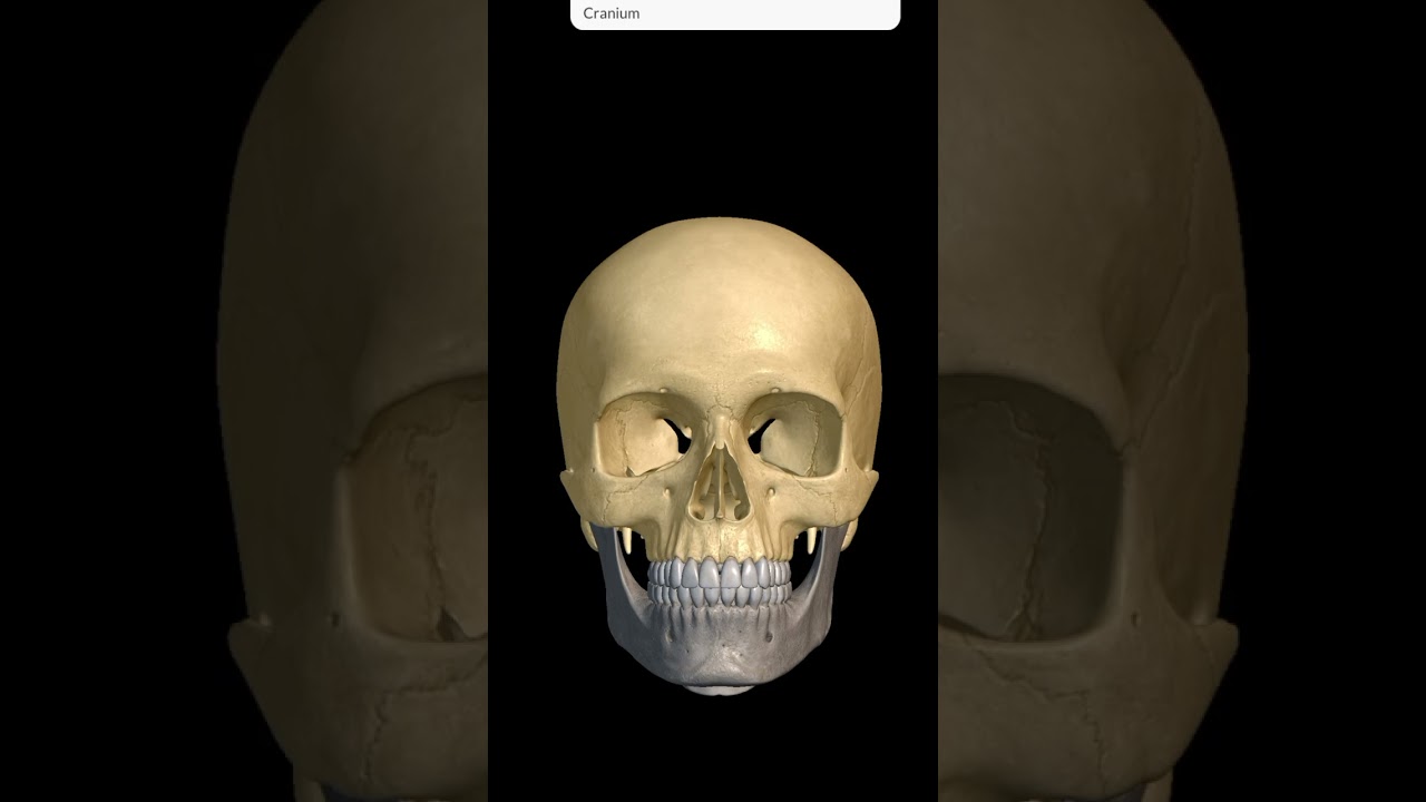 skull anatomy|head 1