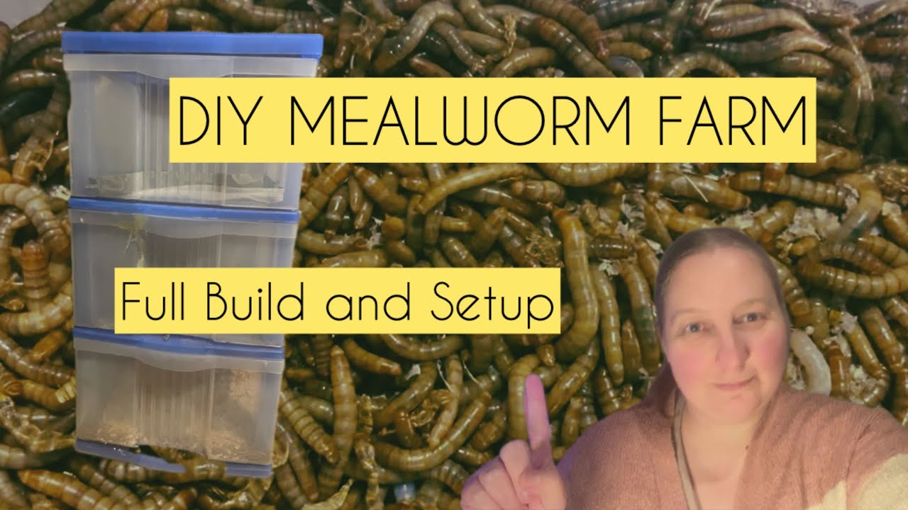 Maximising Mealworms (Making a Mealworm Farm Plus Full Setup)