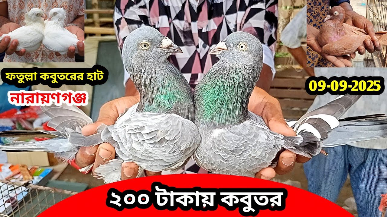 09-09-2025 ফতুল্লা কবুতরের হাট নারায়ণগঞ্জ | ২০০ টাকায় কবুতর | কম দামে কবুতর | Pigeon market price bd
