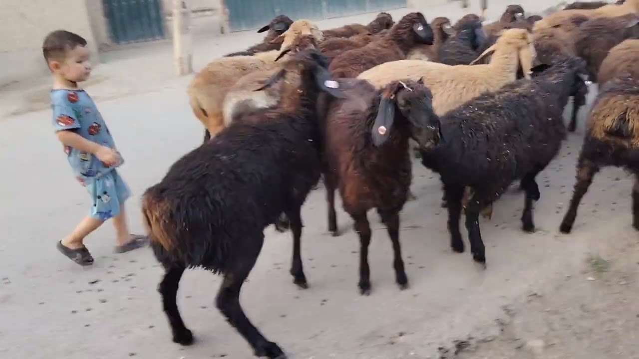 Yangilari keldi bomba bo'ladi kelorasla 994882631