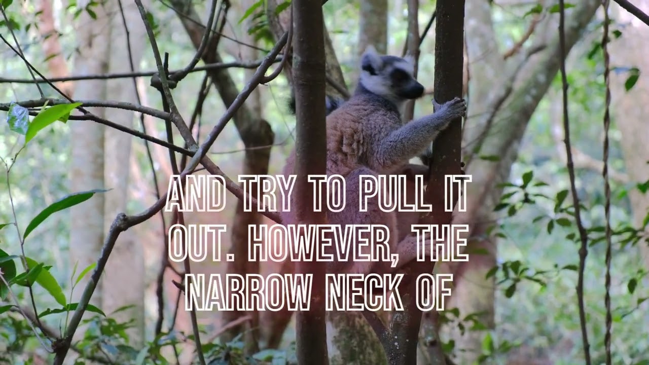 Don't be that Monkey!!! Inspiring Video.