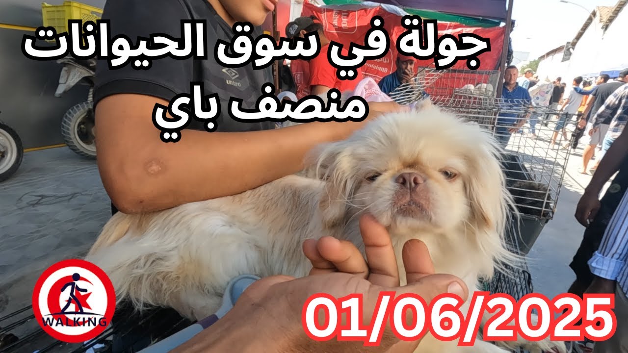 جولة في سوق الحيوانات منصف باي 01/06/2025 (A tour of the Moncef Bay animal market)