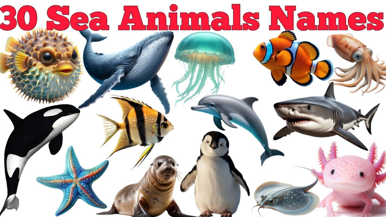 30 Sea Animals Names In English & Hindi With Fun Facts | Fun Learning For Pre-school Children