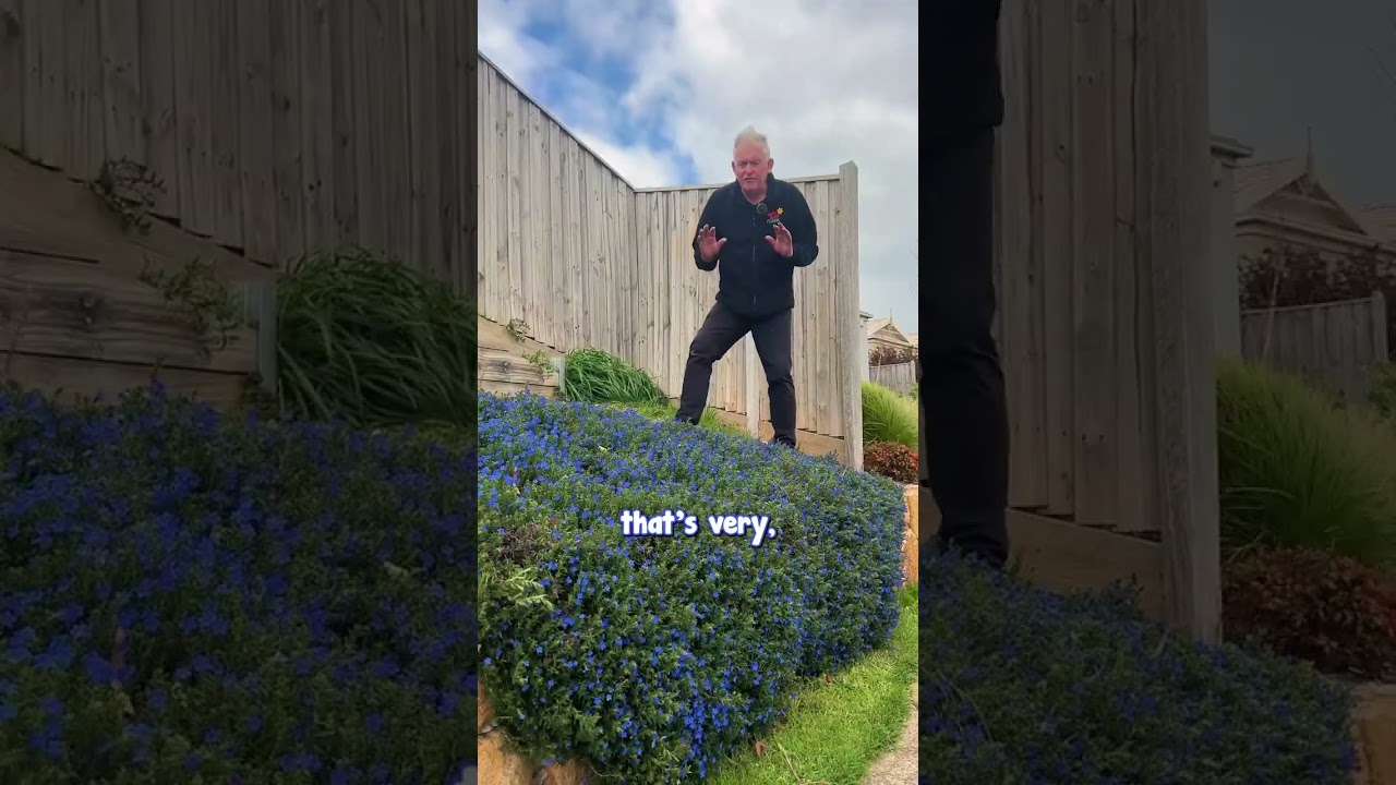 Нужен красочный каскадный почвопокровный кустарник, не требующий особого ухода? Посадите Grace Ward!