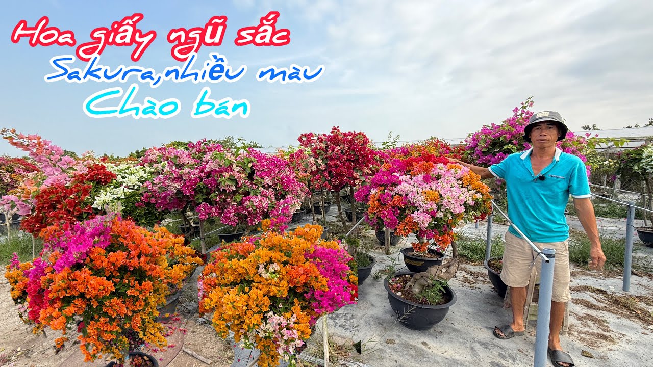 Hoa giấy ngũ sắc thái,phớt Hồng Sakura,nhiều màu cây đẹp..07/02😘📲 0708.749.452.Thanh-Hùng 
