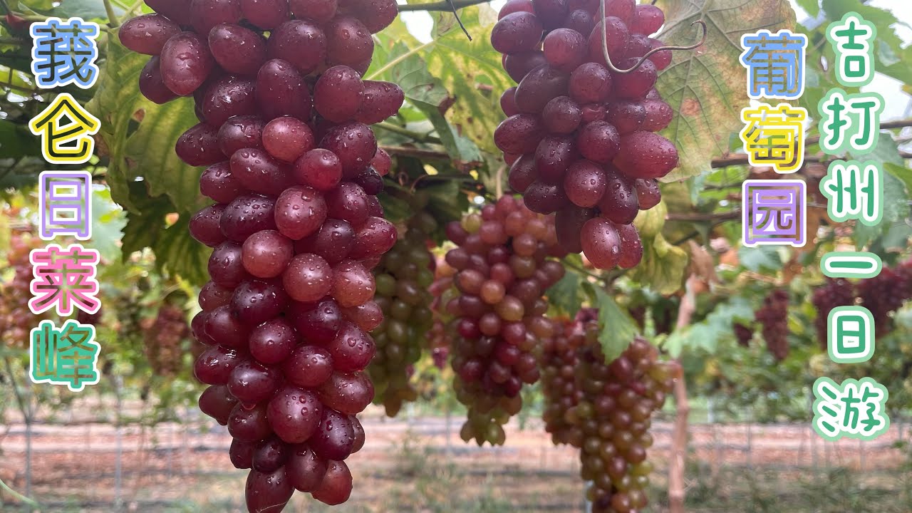 【第三十九期】《分享生活》葡萄园🍇牛场稀果园🍇Uniq Fruits Farm 🍇大马也有葡萄园🍇莪仑日莱峰 Gurung Jerai 吉打州避暑胜地/空中单车/玻璃樽佛寺庙/吉打州一日游