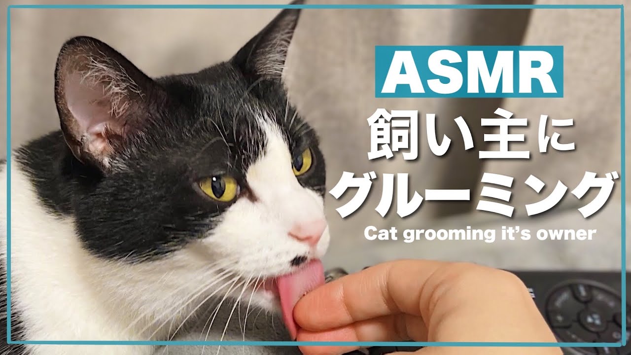👅CAT ASMR｜猫がザリッザリと音を立てながら飼い主を舐める音#173