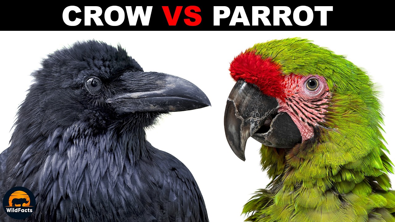 What Is The Difference Between Crow And Parrot Intelligence?
