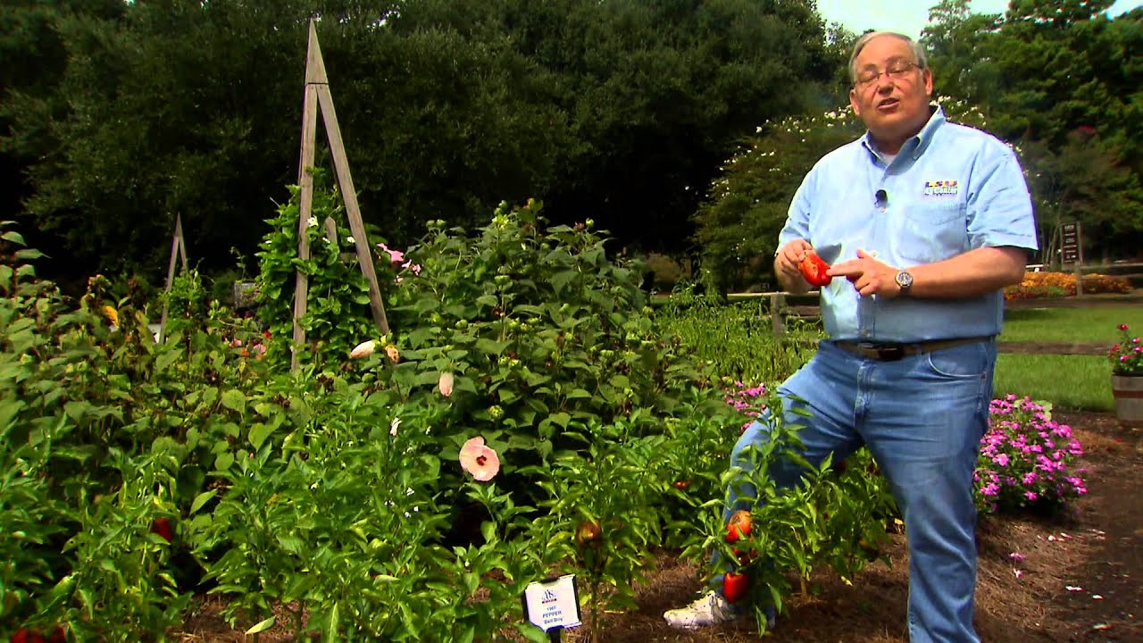 Fight disease in bell peppers