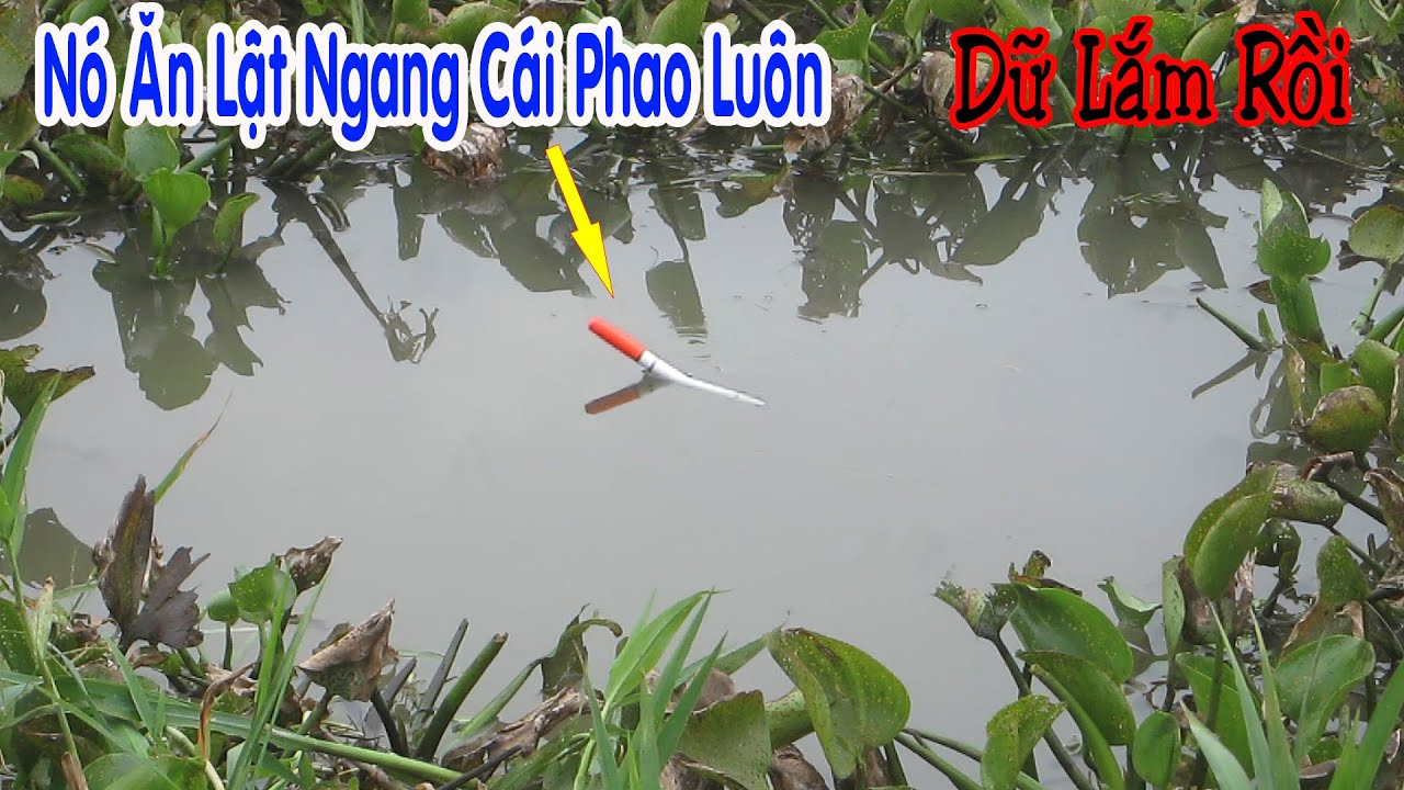 Câu Cá , Câu Trúng Giờ Cá Đi Ăn Thả Mồi Xuống Là Lôi Phao Chạy Liền