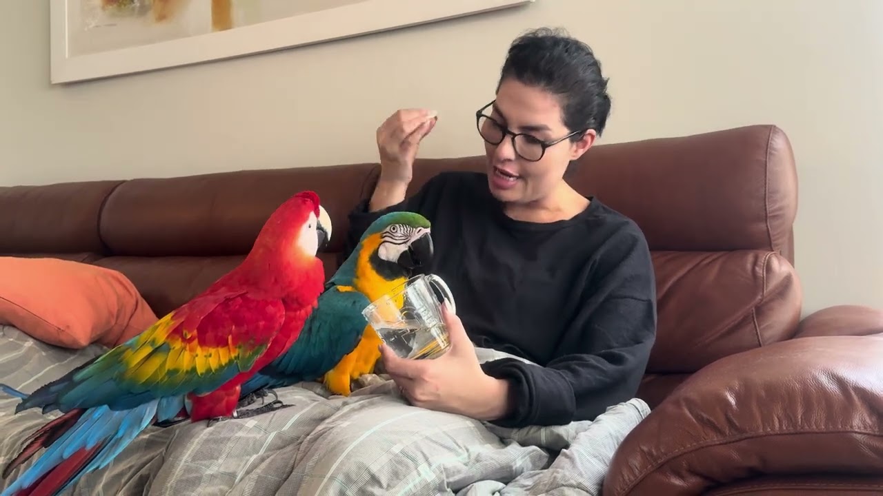 Arara King se preparando pra dormir, pedindo agua e carinho