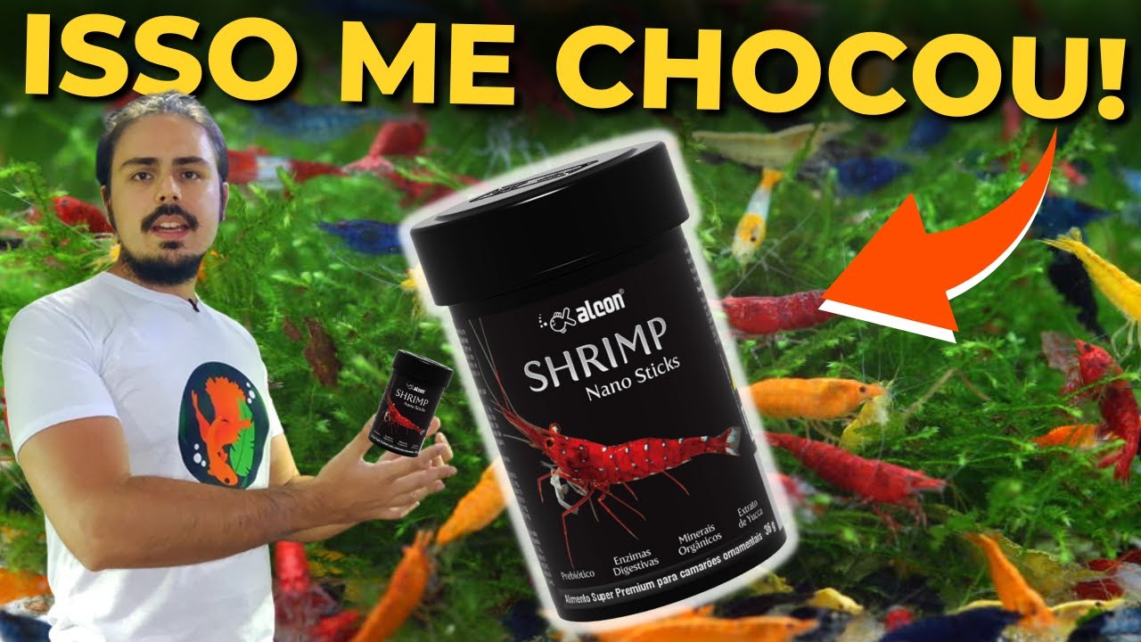 🔴NÃO ESPERAVA ISSO DESSA RAÇÃO ( OPINIÃO SINCERA: ALCON SHRIMP ) |Mr. Betta|
