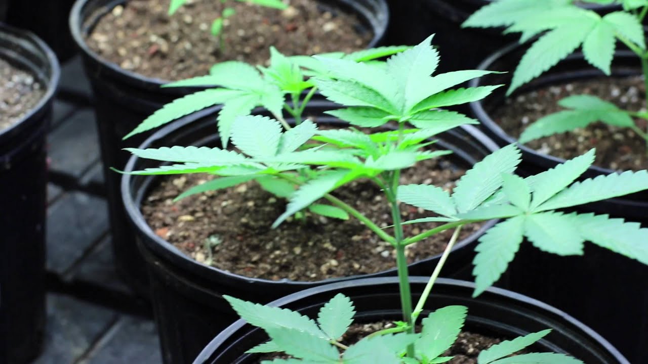 How to grow 