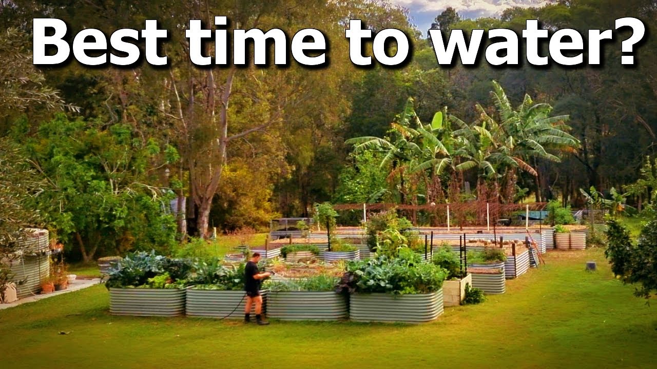 When is the best time to water your garden?