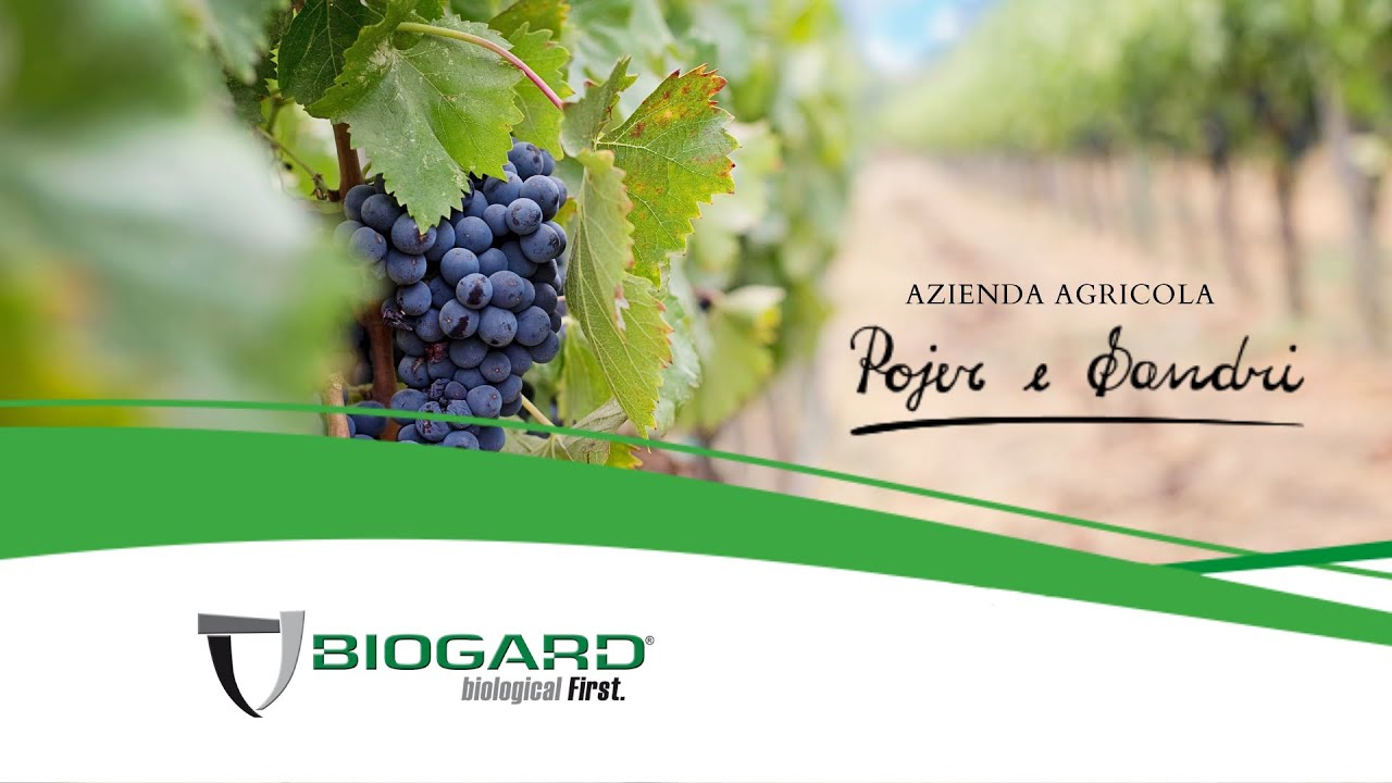 DICONO DI NOI - L'applicazione della Confusione Sessuale nell'azienda agricola Pojer e Sandri