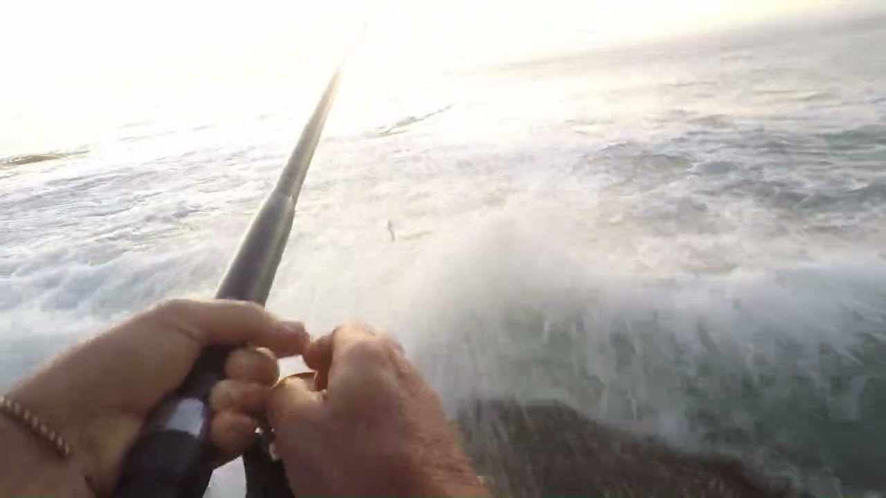 Massive Jewfish Encounter