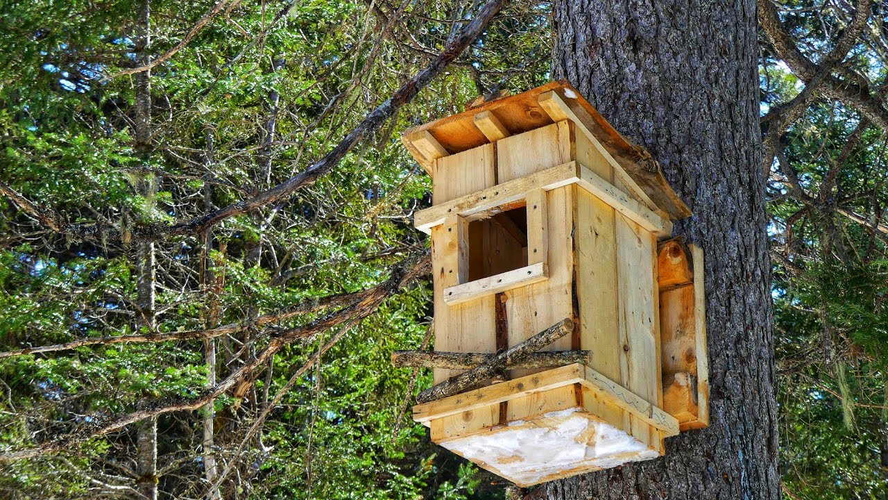 Building an Owl Nest Box for the Barred Owl in the Canadian Wilderness