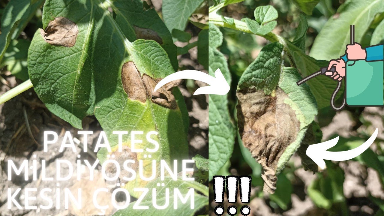 Patates Mildiyösüne Kesin Çözüm! Phythopthera İnfestans!!
