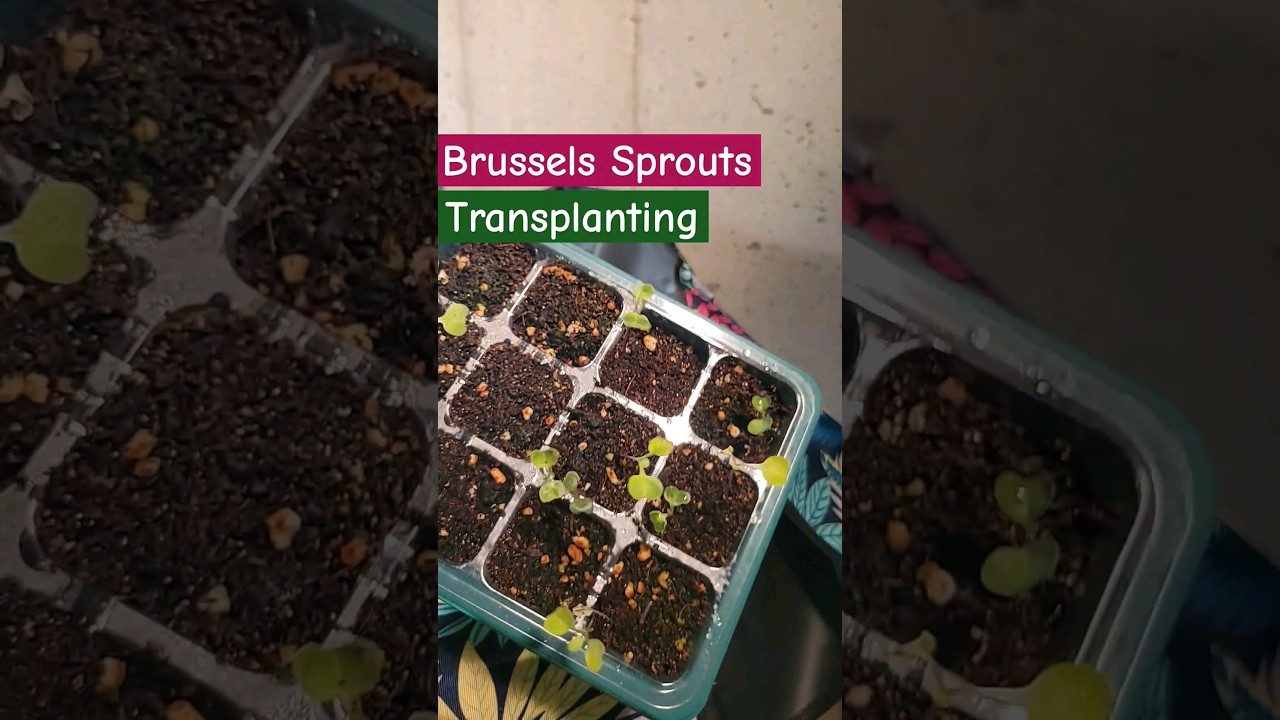 Brussels Sprouts Transplants #shorts #transplant