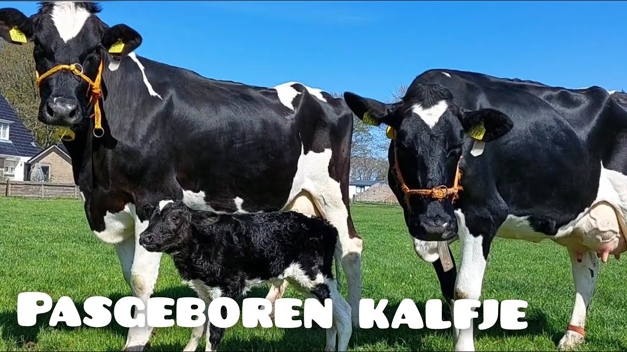 Het EERSTE KALFJE dat dit jaar buiten geboren is | Boer Gerrit vlogt