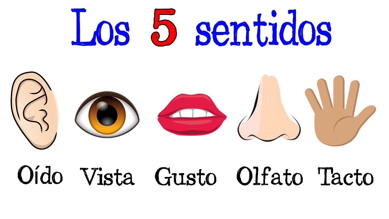 👅 Los 5 sentidos / &Oacute;rganos de los Sentidos 👋 [F&aacute;cil y R&aacute;pido] | BIOLOG&Iacute;A |