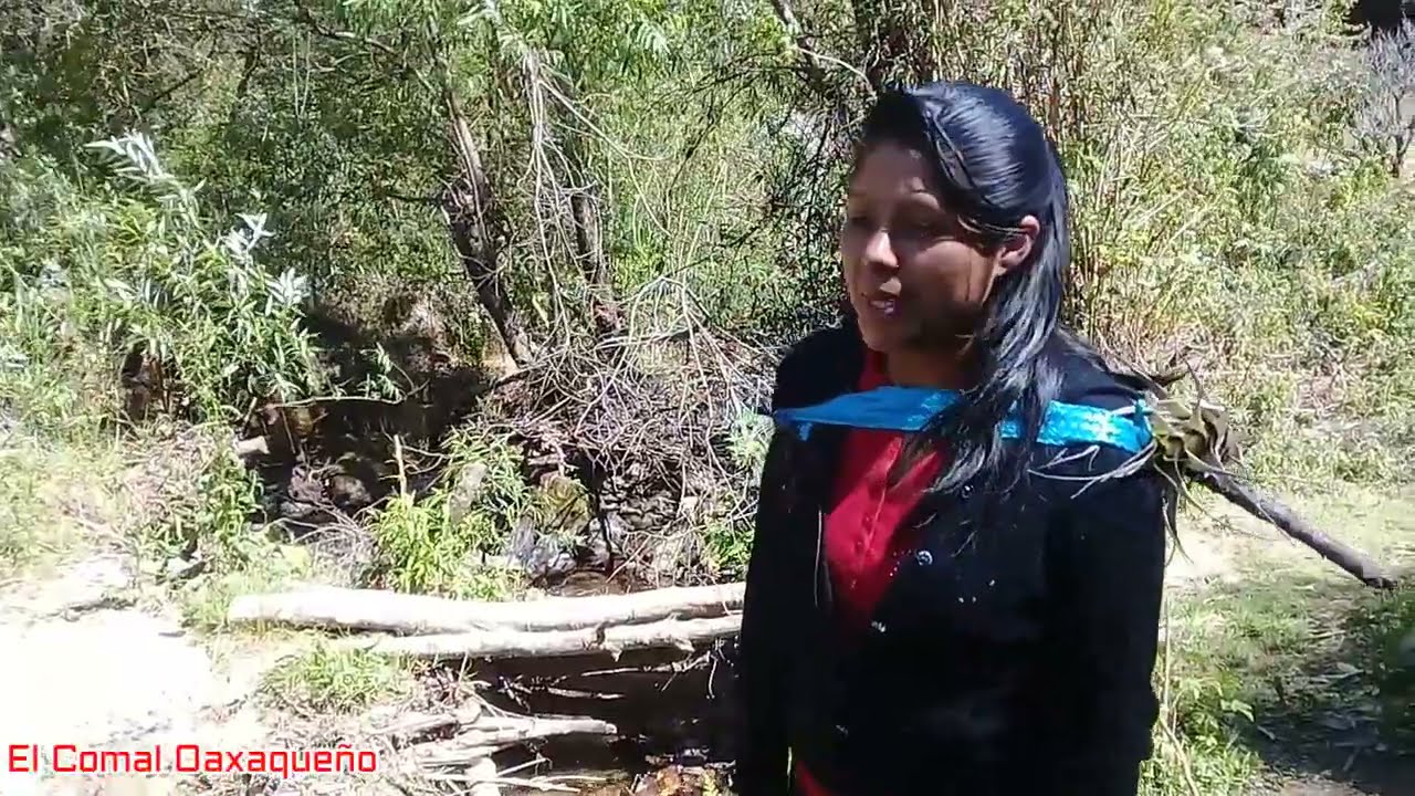 Asi empollan las Guajolotas sus huevos para tener pollitos
