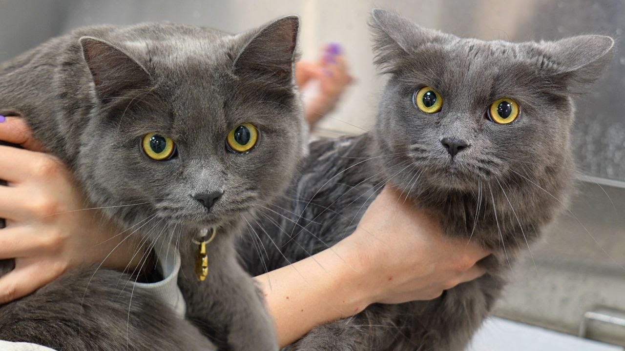 Two of the most perfect, adorable, loving, sweet kitties I've ever met 😍