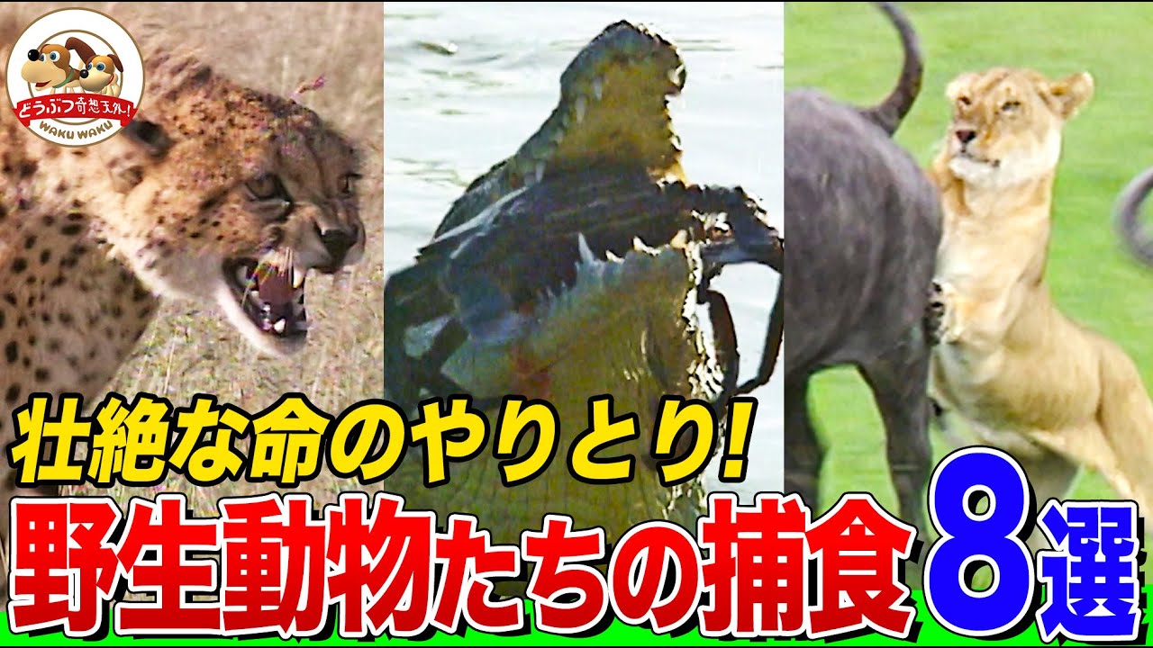 【捕食シーンまとめ】容赦なく襲いかかるライオン・ホッキョクグマ・・ワニ・カマキリ！生存をかけた狩りの瞬間８選‼【どうぶつ奇想天外／WAKUWAKU】